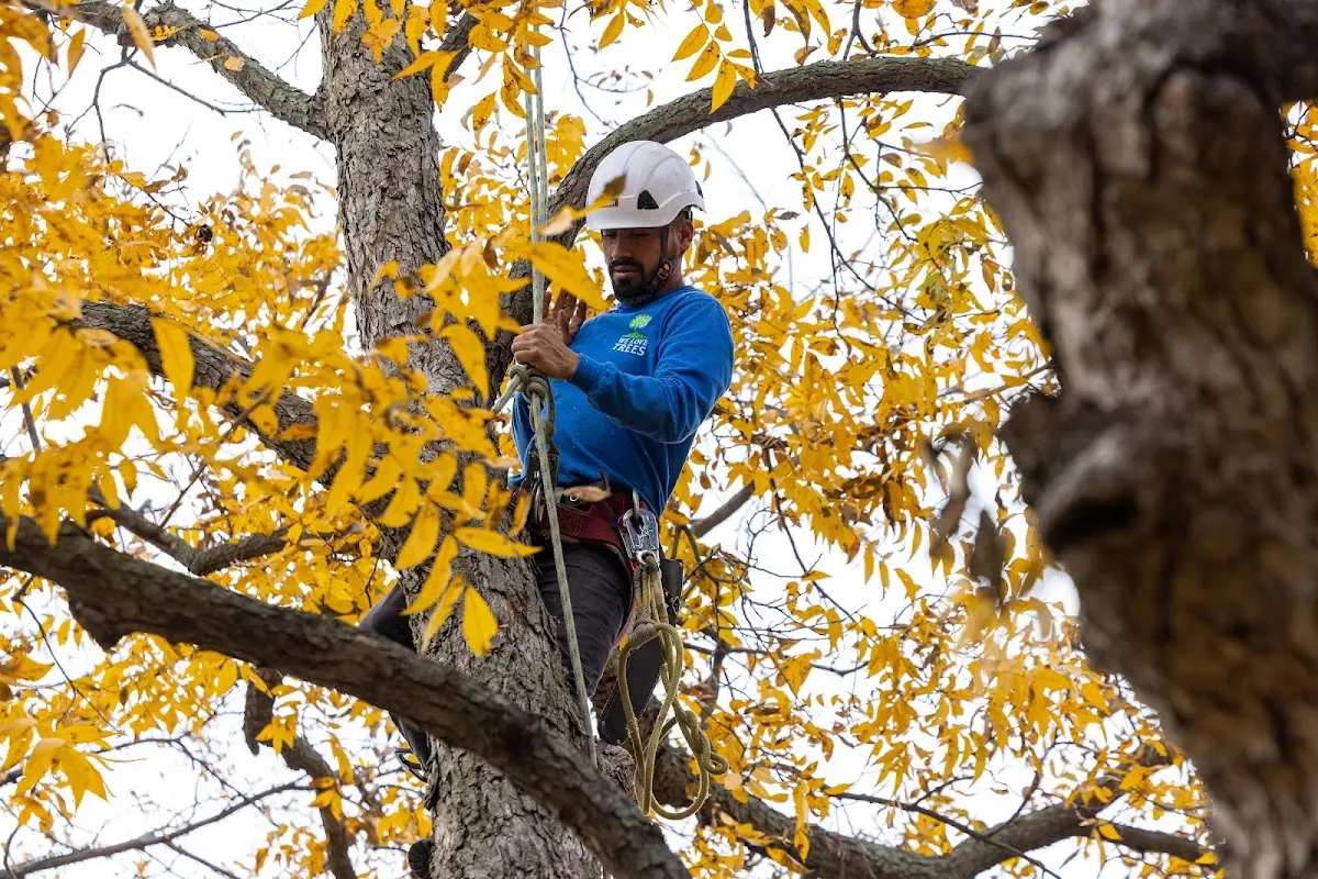 Skilled Tree Pruning crew working in Woodland